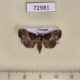 72981p Euteliidae Targalla albiceps Vietnam $8