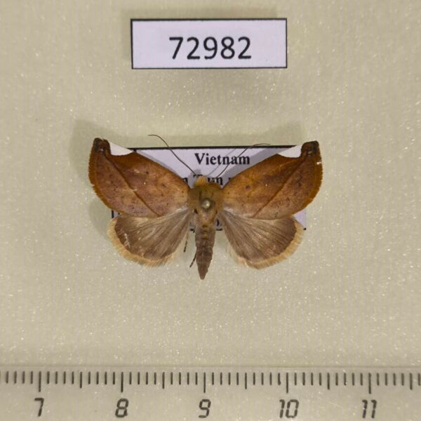 Noctuidae Negeta signata Vietnam