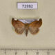 72982p Noctuidae Negeta signata Vietnam $10