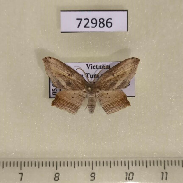 Drepanidae Phalacra acutipennis Vietnam