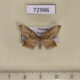 72986p Drepanidae Phalacra acutipennis Vietnam $8