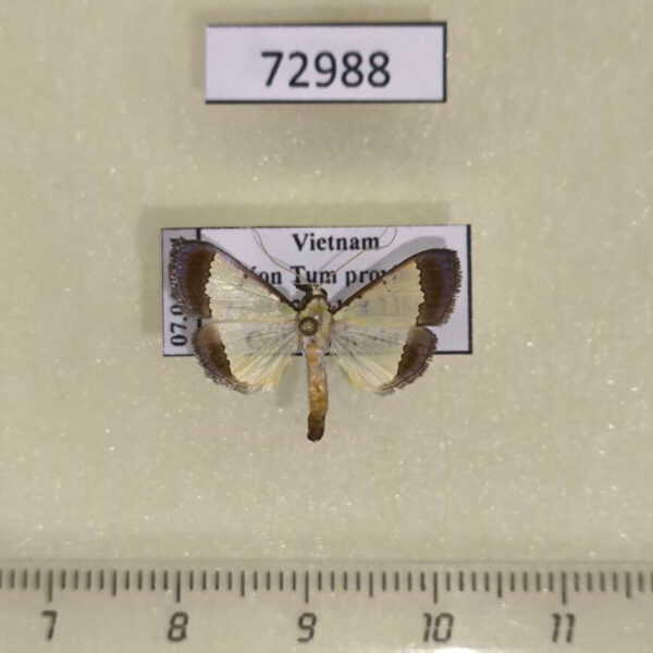 Crambidae Pitama sp. Vietnam
