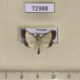 72988p Crambidae Pitama sp. Vietnam $6