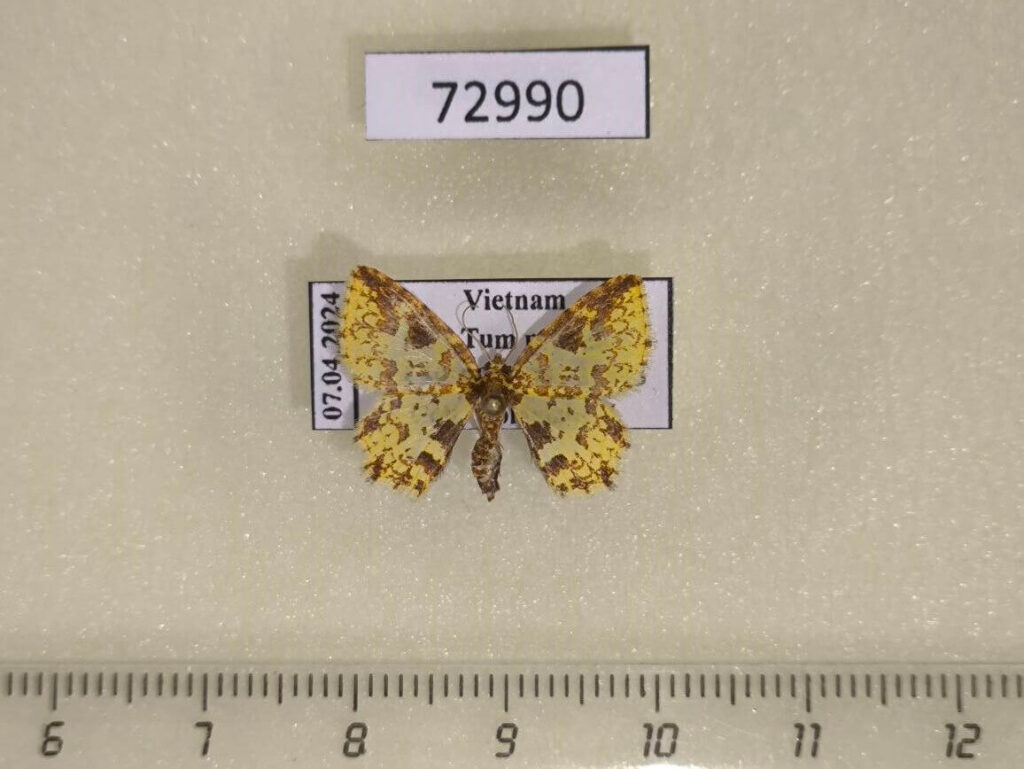 Polynesia Insects Geometridae Pseudopolynesia amplificata Vietnam - Fareastinsects