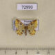 72990p Geometridae Pseudopolynesia amplificata Vietnam $7