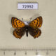 72992p Lycaenidae Heodes virgaureae f Tyva rep. $7