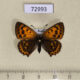 72993p Lycaenidae Heodes virgaureae f Tyva rep. $8