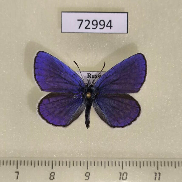 Lycaenidae Plebeius argyrognomon Tyva rep.