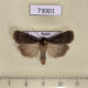 73001p Noctuidae Pseudohermonassa cicatricosa Tyva rep. $15