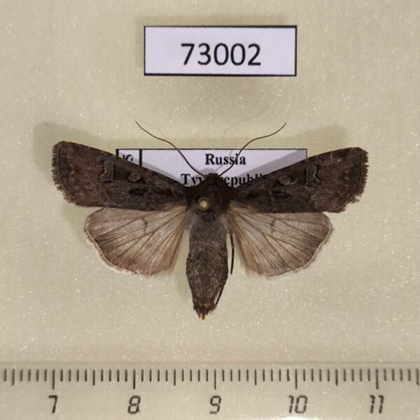 Noctuidae Euxoa ochrogaster Tyva rep.