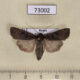 73002p Noctuidae Euxoa ochrogaster Tyva rep. $5