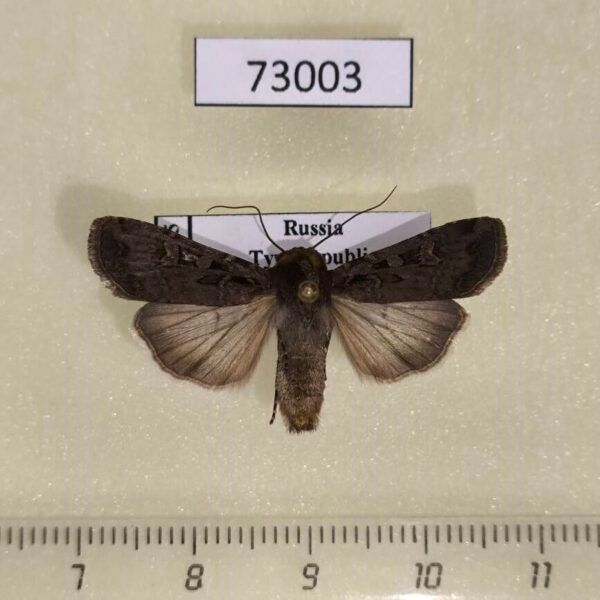 Noctuidae Euxoa ochrogaster Tyva rep.