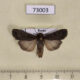 73003p Noctuidae Euxoa ochrogaster Tyva rep. $5