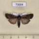 73004p Noctuidae Euxoa ochrogaster Tyva rep. $5