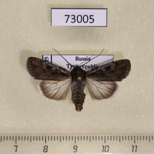 Noctuidae Euxoa nigrofusca Tyva rep.