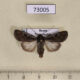 73005p Noctuidae Euxoa nigrofusca Tyva rep. $15