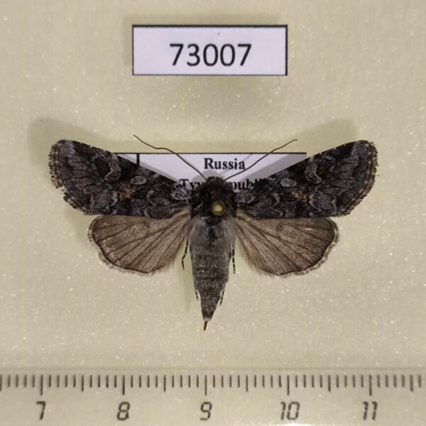 Noctuidae Lasionycta proxima f Tyva rep.