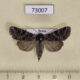 73007p Noctuidae Lasionycta proxima f Tyva rep. $8