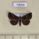 73014p Noctuidae Hadennia hypenalis Vietnam $8