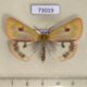 73019p Arctiidae Diacrisia sannio Tyva rep. $4