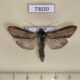 73020p Noctuidae Cucullia kurilullia expulsa Tyva rep. $15