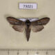 73021p Noctuidae Cucullia kurilullia expulsa Tyva rep. $25