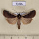 73026p Noctuidae Albocosta musiva Tyva rep. $8