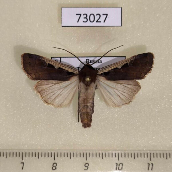Noctuidae Albocosta musiva Tyva rep.