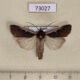 73027p Noctuidae Albocosta musiva Tyva rep. $8