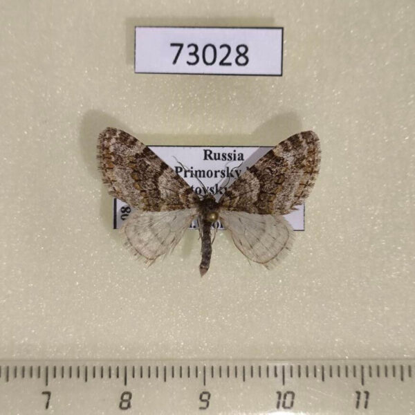 Geometridae Esakiopteryx volitans Primorye