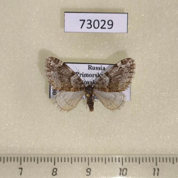Geometridae Esakiopteryx volitans Primorye