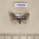 73029p Geometridae Esakiopteryx volitans Primorye $4