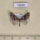 73030p Geometridae Esakiopteryx volitans Primorye $4