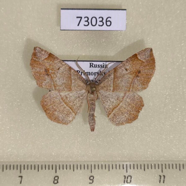 Geometridae Endropiodes indictinaria Primorye