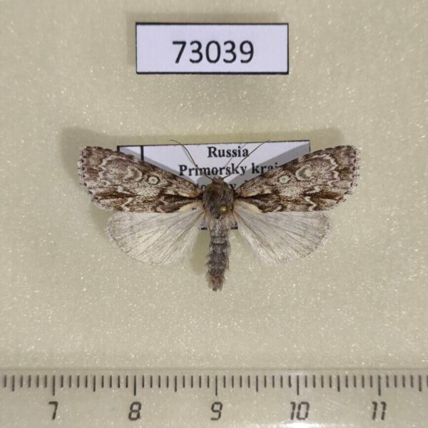 Noctuidae Acronicta adaucta Primorye