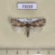 73039p Noctuidae Acronicta adaucta Primorye $8