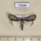 73040p Noctuidae Acronicta adaucta Primorye $8