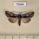 73044p Noctuidae Calliergis ramosula Primorye $8