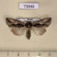 73046p Noctuidae Calliergis ramosula Primorye $8