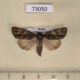 73050p Noctuidae Acronicta rumicis Primorye $4