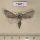 73051p Noctuidae Acronicta vulpina Primorye $7