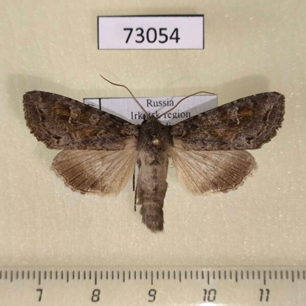 Noctuidae Polia bombycina Irkutsk reg.