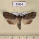 73054p NoctuidaePolia bombycina Irkutsk reg. $5