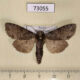 73055p Noctuidae Polia hepatica Irkutsk reg. $6