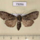 73056p Noctuidae Polia hepatica f Irkutsk reg. $7