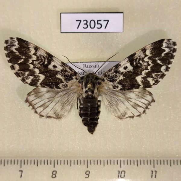 Noctuidae Panthea coenobita f Irkutsk reg.