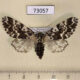 73057p Noctuidae Panthea coenobita f Irkutsk reg. $10
