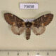 73058p Notodontiidae Notodonta dromedarus sibirica f Irkutsk reg. $9