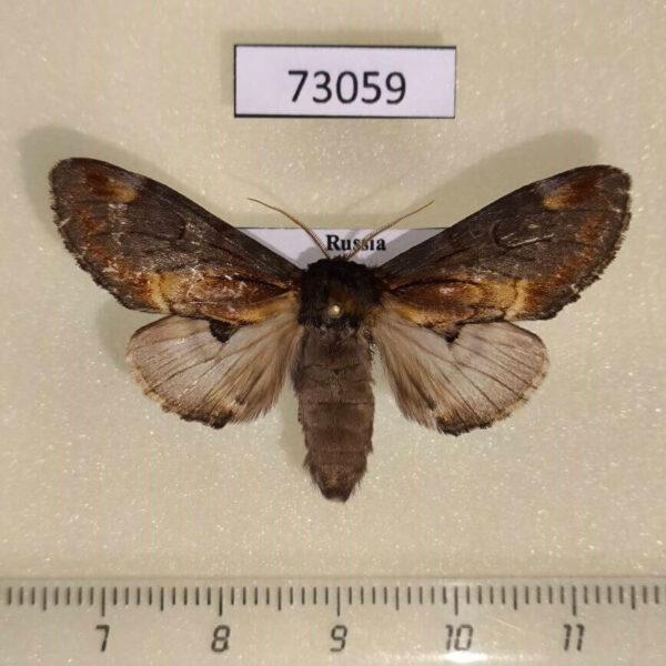 Notodontiidae Notodonta dembowski Primorye