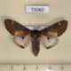 73060p Notodontiidae Notodonta dembowski Primorye $6